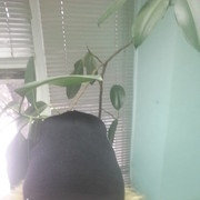 ���������� �����, ���� ������� �����, 54 ����, ������������ ��� ������, ����� � ���������, c�������� ���������