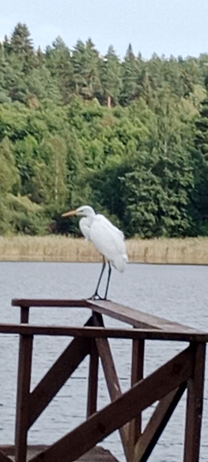 ���������� ������, ���� ������� ���������, 56 ���, ������������ ��� c�������� ���������