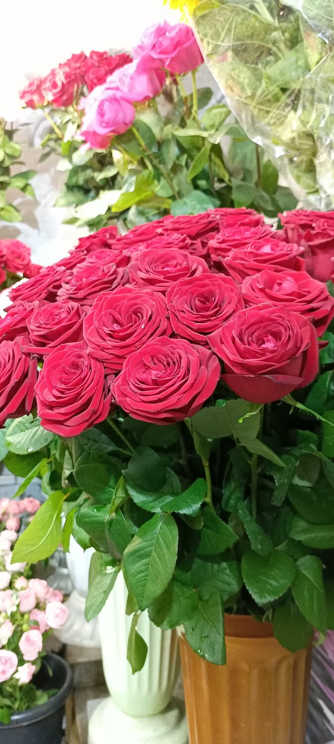  --,   , 43 ,   ,   , c 