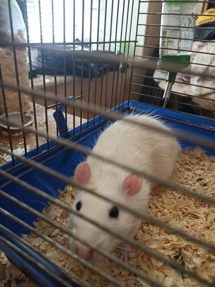 ���� 56443860 ������� ����, 48 ���, ���� ���������� � �����-����������