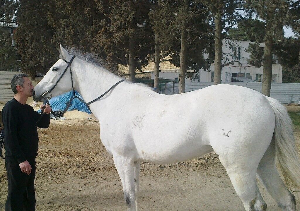  ,   NATIK, 63 ,   