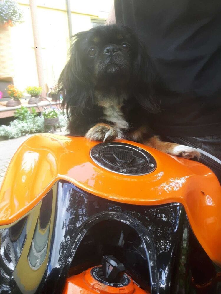  21379730  Aivars, 45 ,    