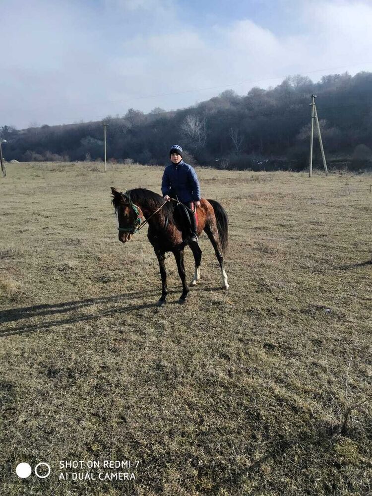 ���� 31887450 ����� �������, 21 ���, ���� ���������� � ��������