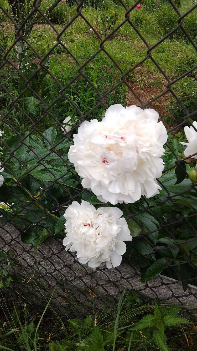 ���������� ������, ���� ������� ��� �������, 42 ����, ������������ ��� ������, ����� � ���������