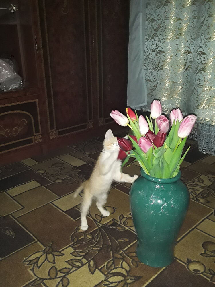  ,   Marat, 38 ,   ,   