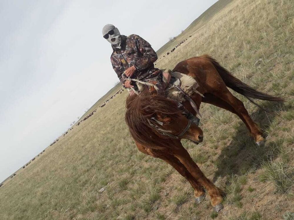 ���������� ������, ���� ������� �����, 41 ���, ������������ ��� ������, ����� � ���������