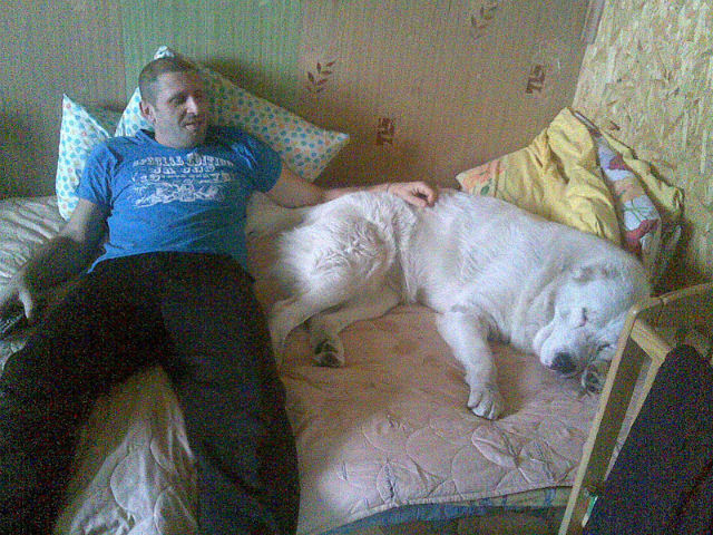 ���������� ������, ���� ������� ���������, 51 ���, ������������ ��� ������