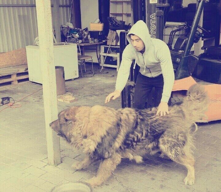  ,   Sardar, 33 ,   c 