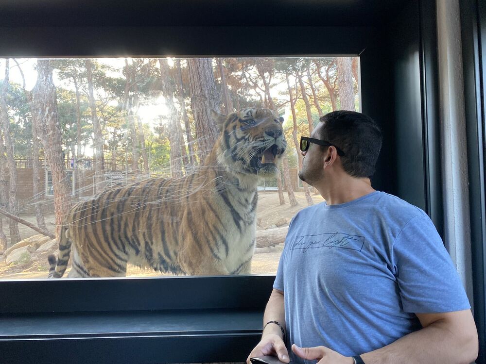 ���������� ����, ���� ������� ����, 46 ���, ������������ 