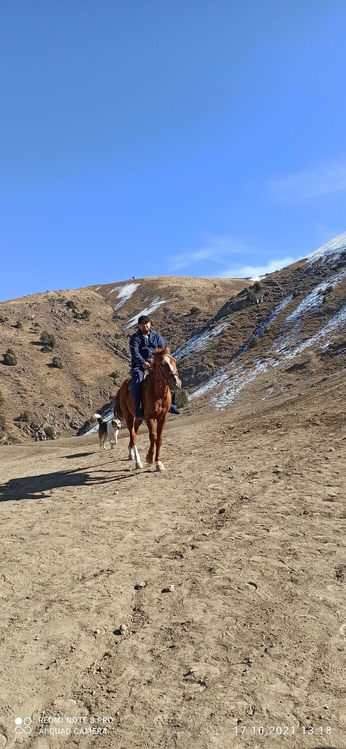 ���������� �������, ���� ������� �����, 35 ���, ������������ ��� ������, ����� � ���������