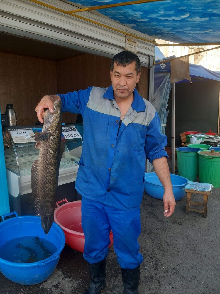 ���� 42853260 ������� ���������, 46 ���, ���� ���������� � ��������