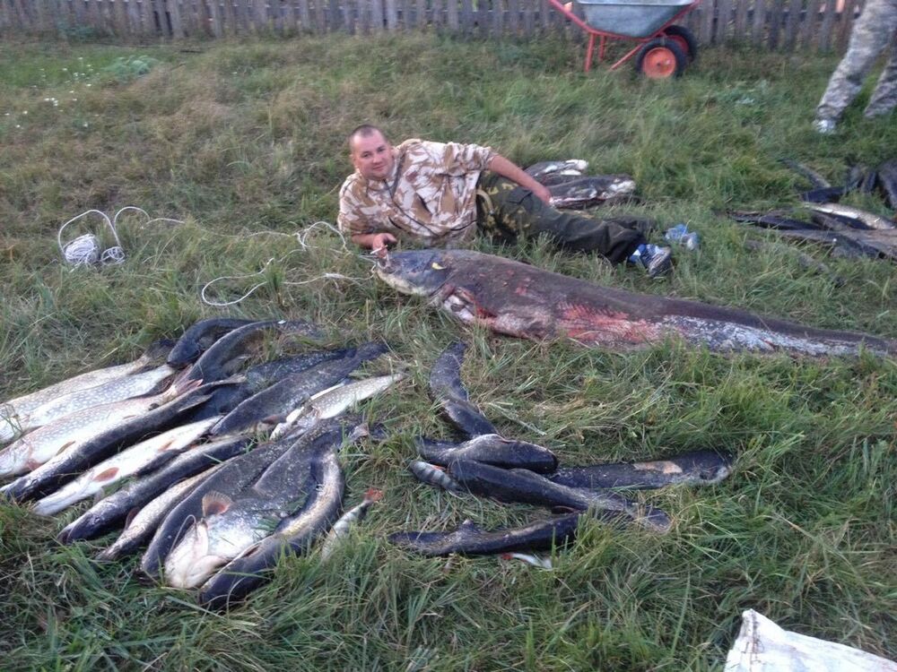 ���������� �����, ���� ������� ������, 43 ����, ������������ ��� ������, ����� � ���������, c�������� ���������