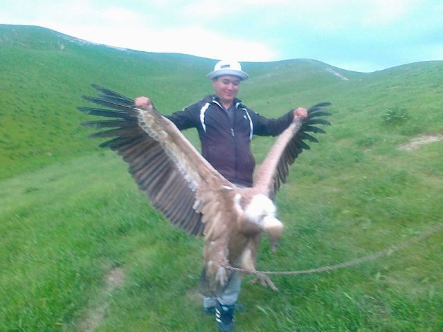 ���������� ������-����, ���� ������� ������, 37 ���, ������������ ��� ������