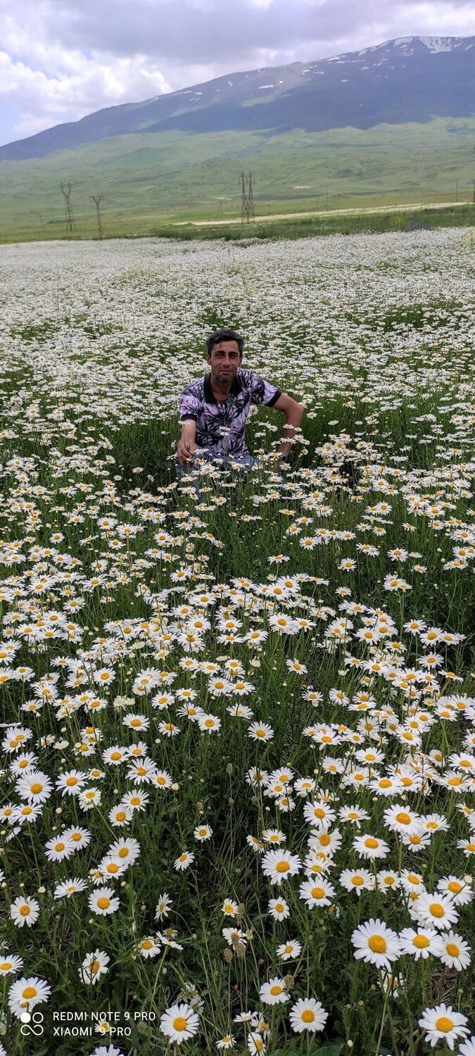 ���� 54912660 ������� Miran, 39 ���, ���� ���������� � �������