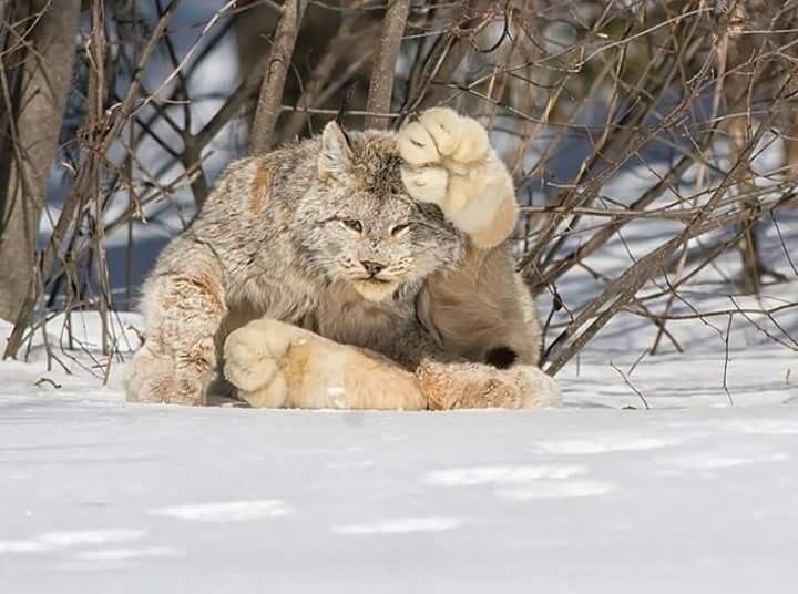 ���������� �����, ���� ������� ���������, 53 ����, ������������ 