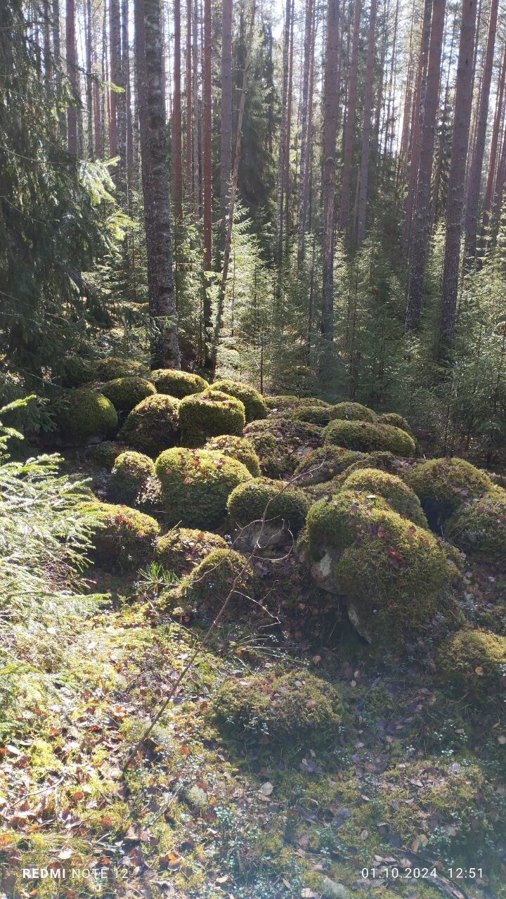  51013750  , 50 ,    -