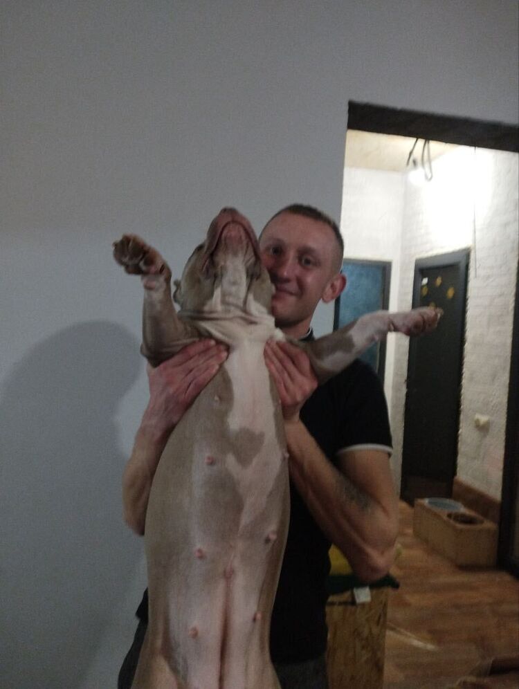 ���� 35650590 ������� ������, 33 ����, ���� ���������� � �����������