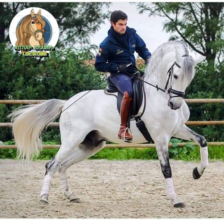 ���� 24988560 ������� Samir, 33 ����, ���� ���������� � ��������