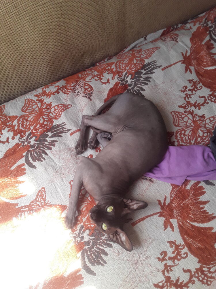 ���������� ���������, ���� ����� �����, 19 ���, ������������ ��� ������, ����� � ���������, ���������