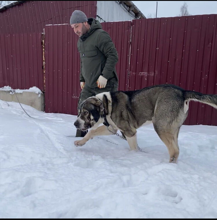 ���� 56320080 ������� A N D O, 35 ���, ���� ���������� � ��������