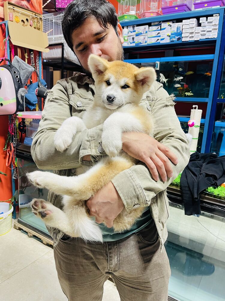 ���������� �������, ���� ������� ����, 31 ���, ������������ ��� ������, ����� � ���������