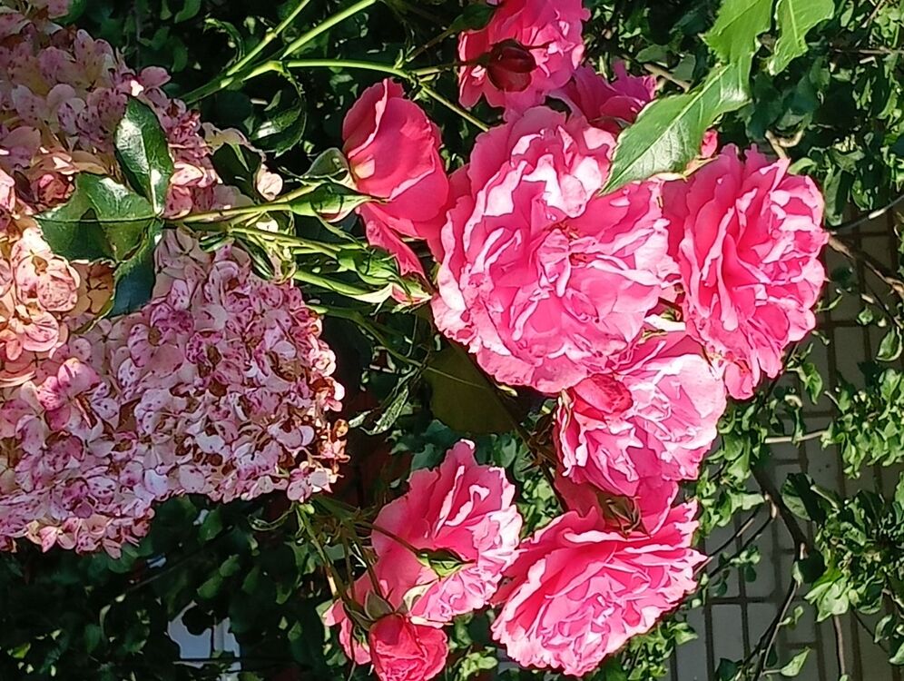  ,   , 55 ,   ,   , c , 