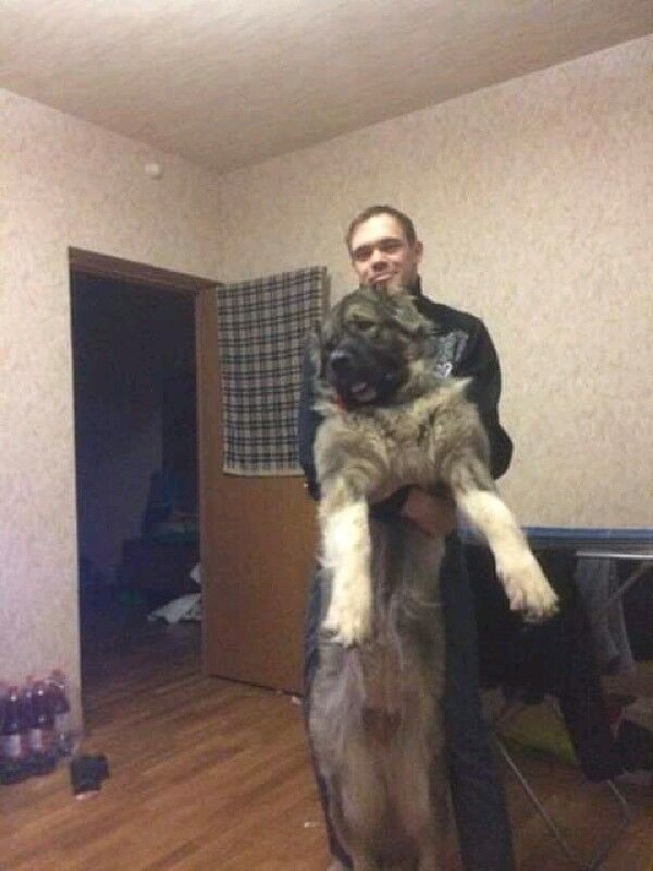 ���� 18299110 ������� ���������, 38 ���, ���� ���������� � ���������