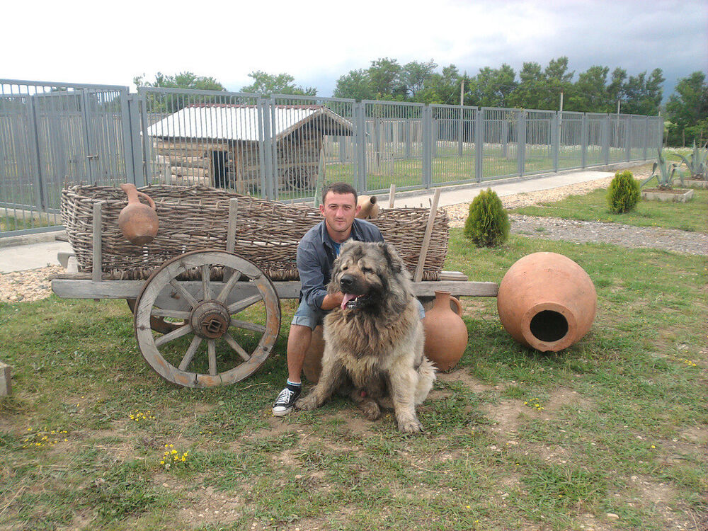 ���� 13181460 ������� Irakli, 39 ���, ���� ���������� � �������