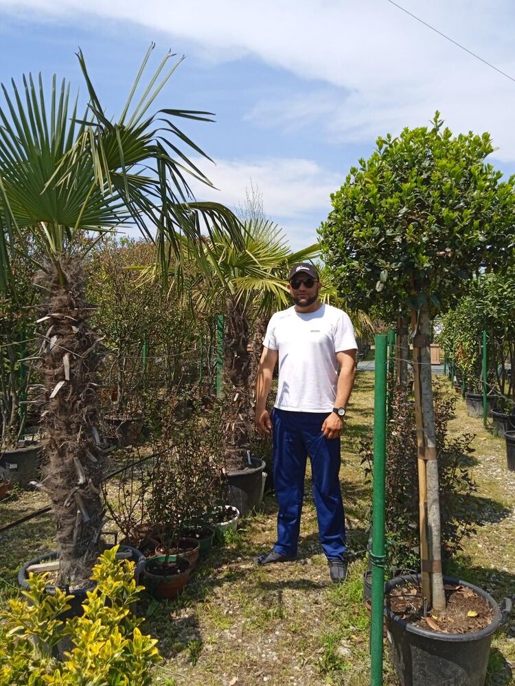 ���� 56176610 ������� �����, 34 ����, ���� ���������� � ���������