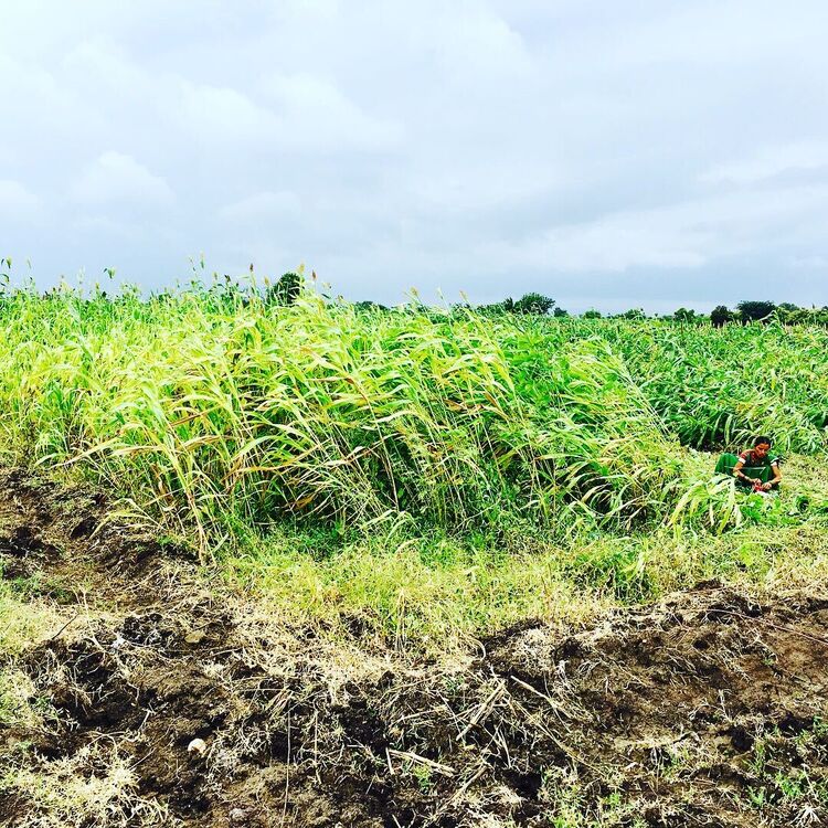  45852760  Imsudin IG, 35 ,    