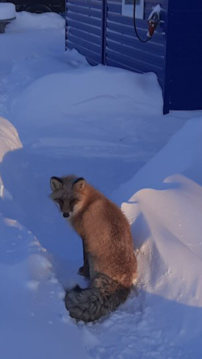 ���� 22507450 ������� ���, 47 ���, ���� ���������� � �����