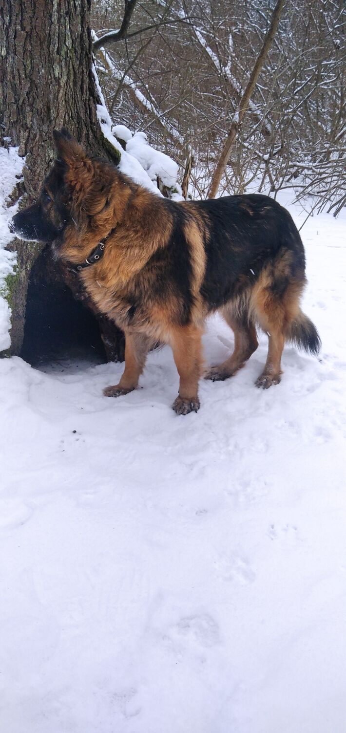 ���������� ����, ���� ������� �����, 38 ���, ������������ ��� ����� � ���������, c�������� ���������