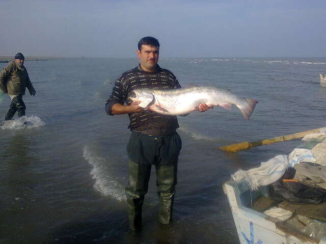 ���� 4516320 ������� Murad, 44 ����, ���� ���������� � ����