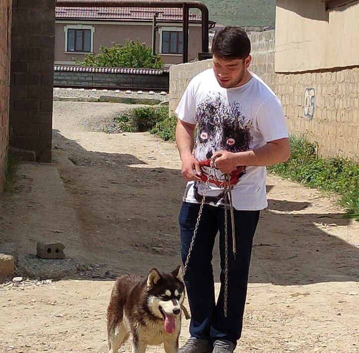 ���������� ���������, ���� ������� Shakh, 29 ���, ������������ ��� ������, ����� � ���������