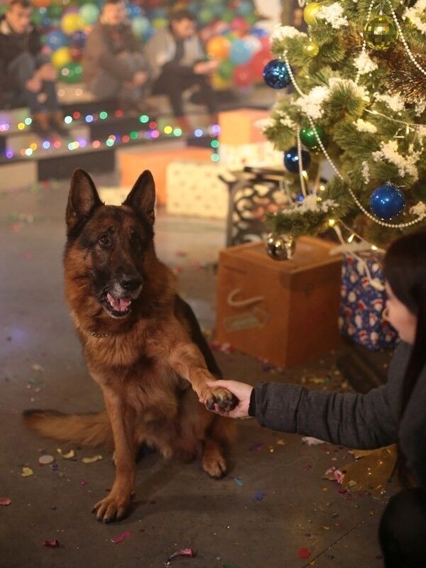 ���������� ��������, ���� ������� ����, 34 ����, ������������ ��� ������, ����� � ���������, c�������� ���������