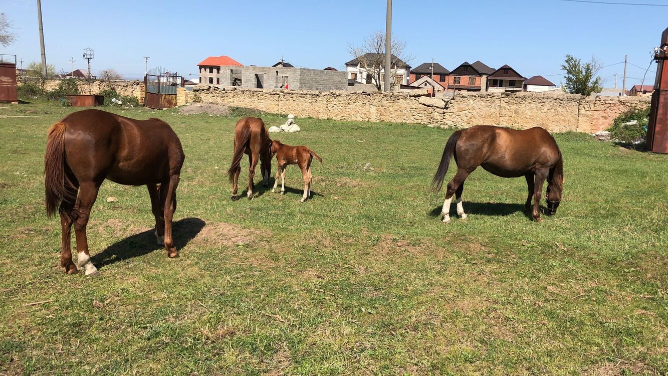 ���������� ���������, ���� ������� �����, 40 ���, ������������ ��� ������, ����� � ���������, c�������� ���������, ���������