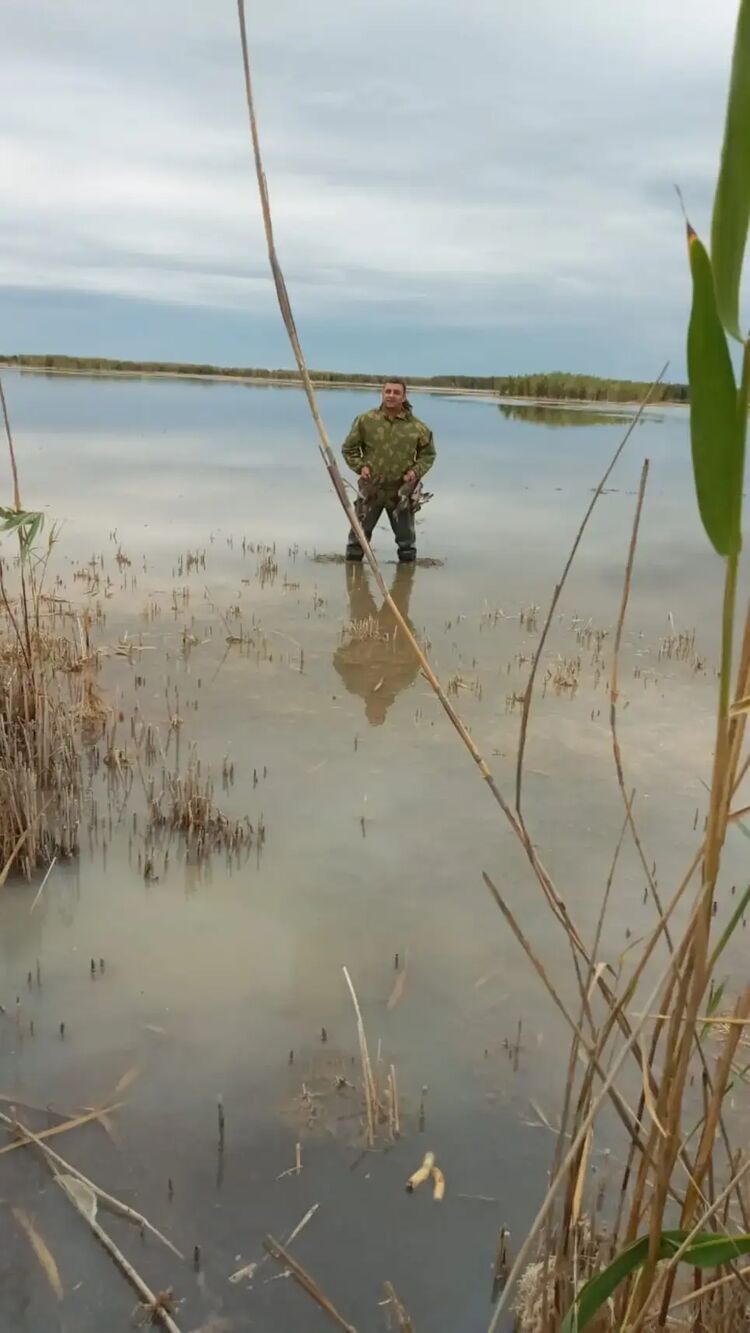 ���������� ������������, ���� ������� Zaur, 36 ���, ������������ ��� ������, ����� � ���������