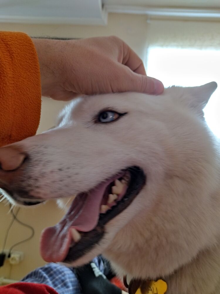 ���������� ������, ���� ������� ����, 47 ���, ������������ ��� ������, ����� � ���������