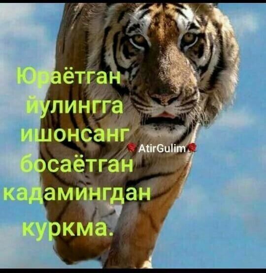 ���������� ������, ���� ������� Tayger, 33 ����, ������������ ��� ������, ����� � ���������