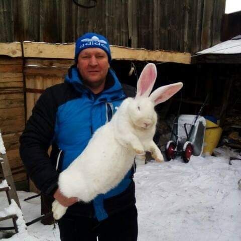 ���������� ������������, ���� ������� ���������, 55 ���, ������������ ��� ������, ����� � ���������