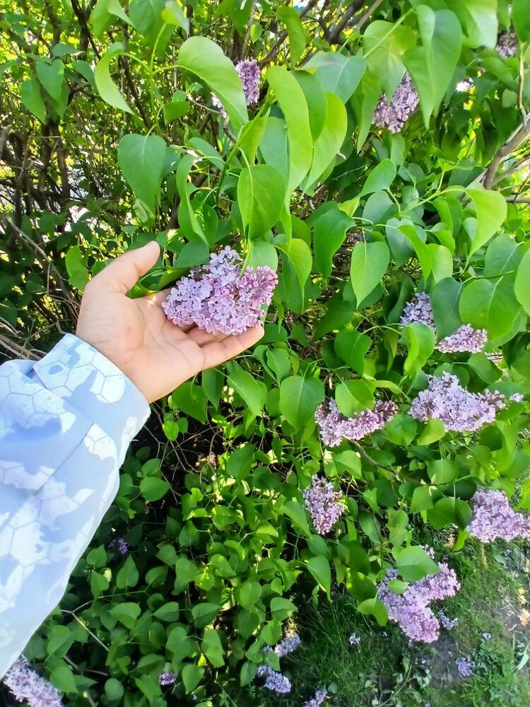 ���� 44902570 ����� �������, 22 ����, ���� ���������� � ������