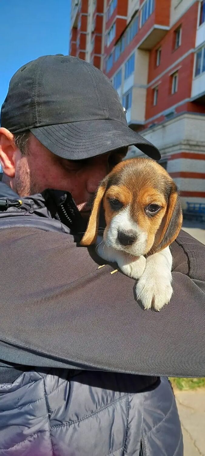 ���������� �����-���������, ���� ������� ������, 41 ���, ������������ ��� ������, ����� � ���������, c�������� ���������