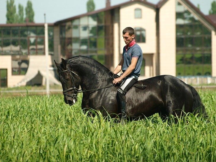 ���������� ������-��-����, ���� ������� ������ �����, 37 ���, ������������ ��� ������, ����� � ���������