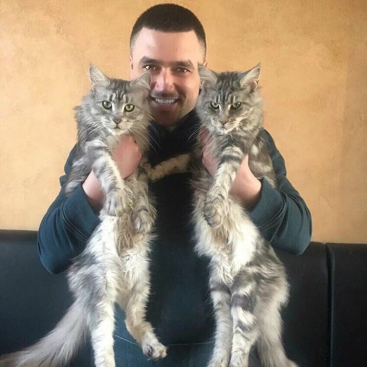 ���� 41066650 ������� ������, 36 ���, ���� ���������� � �������������