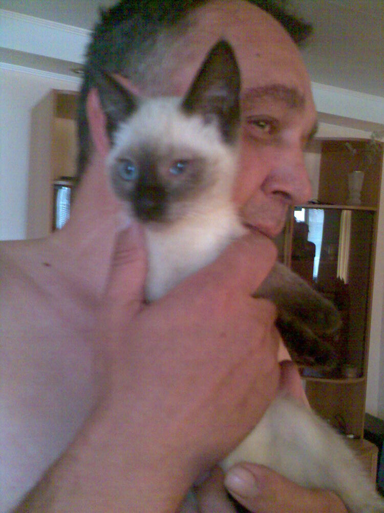 ���� 33574340 ������� ������, 60 ���, ���� ���������� � �����-����������