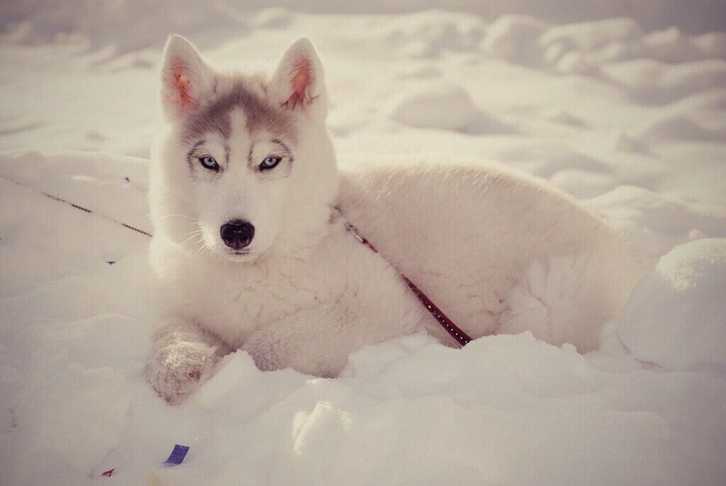  5763810  Shoxrux, 33 ,    