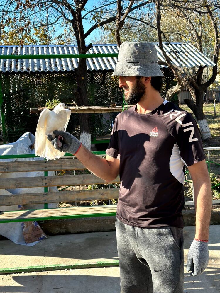 ���������� �����, ���� ������� Mustafa, 28 ���, ������������ ��� ������, ����� � ���������, c�������� ���������