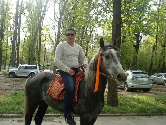 ���� 10340640 ������� Baur, 42 ����, ���� ���������� � ������