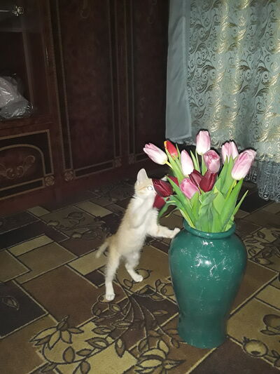  ,   Marat, 38 ,   ,   