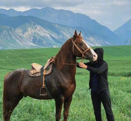  ,   Selim, 33 ,   ,   